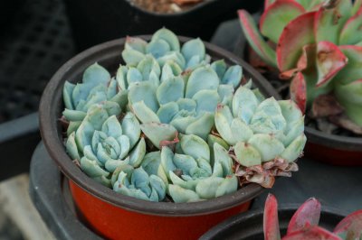 多肉植物耐寒性 多肉冬季防凍養護技巧